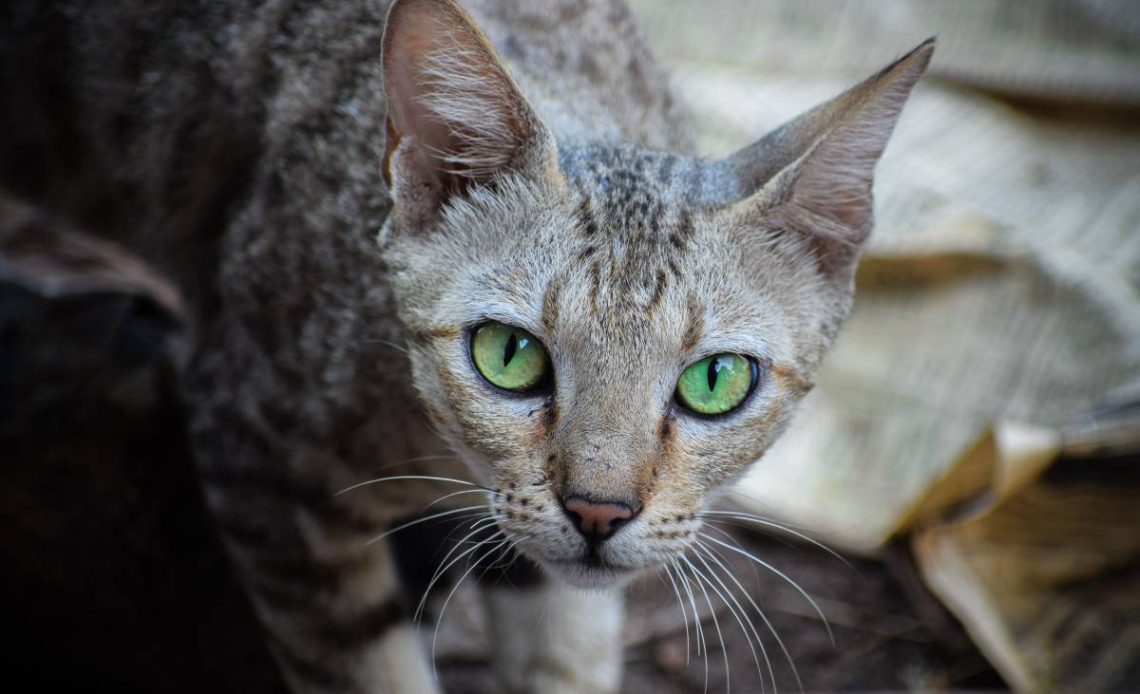 australian mist cat