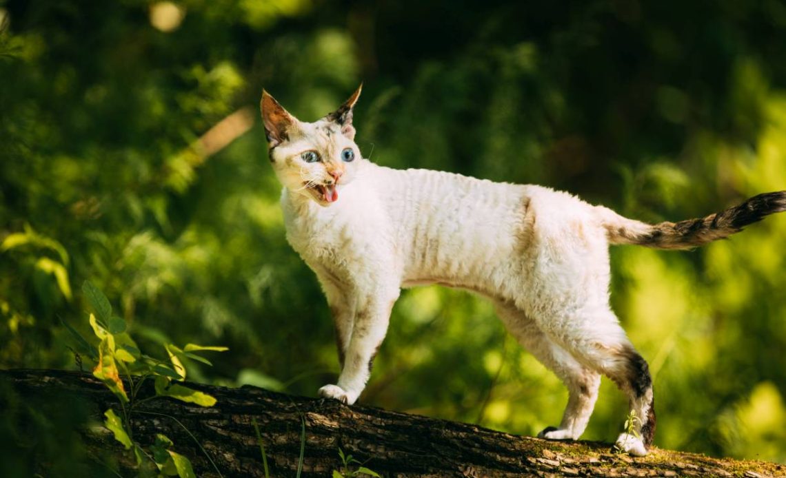 cornish rex kot