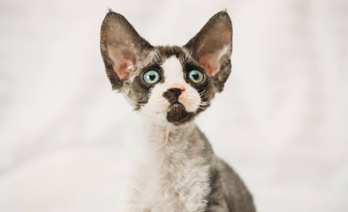 devon rex kot